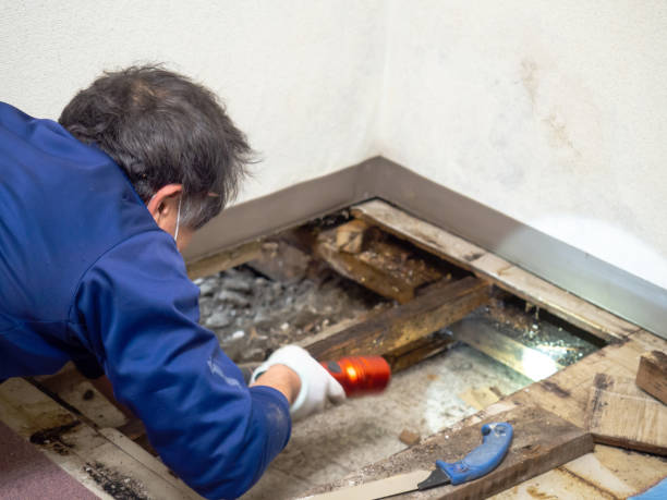 Best Office Mold Removal Services  in Hialeah, FL