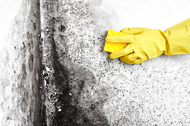Best Toxic Mold Removal  in Hialeah, FL