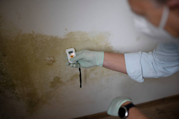 Best Mold Inspection  in Hialeah, FL