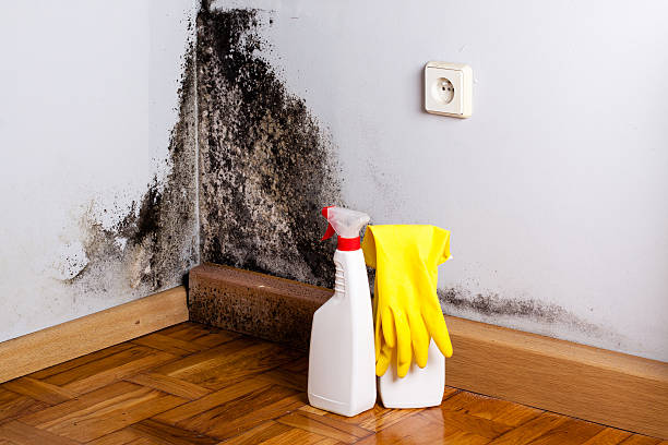 Best Crawl Space Mold Removal  in Hialeah, FL